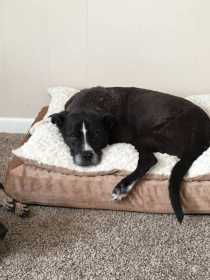 Lost Dog