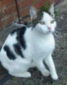 Lost Cat