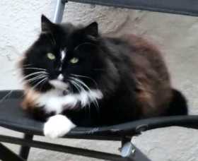 Lost Cat