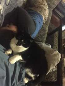 Lost Cat