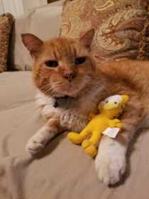 Lost Cat