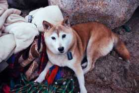 Lost Dog