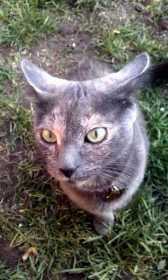 Lost Cat
