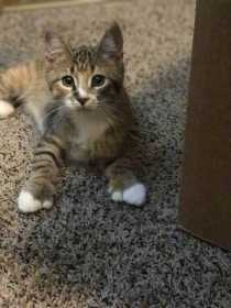 Lost Cat
