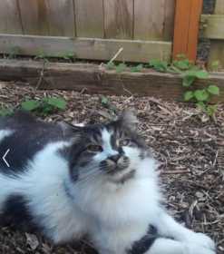Lost Cat