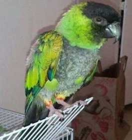 Lost Nanday / Black-Hooded Parakeet