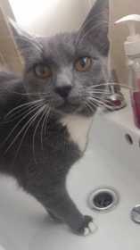Lost Cat