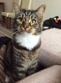 Lost Cat