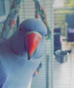 Lost Indian Ringneck Parakeet