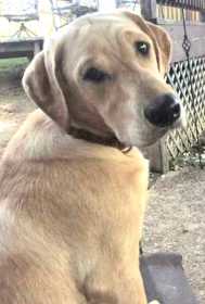Lost Dog