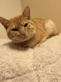 Lost Cat