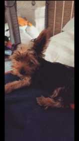 Lost Dog