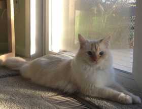 Lost Cat