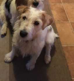 Lost Dog