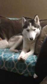 Lost Dog