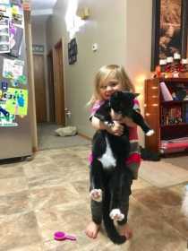 Lost Cat