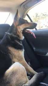 Lost Dog