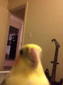 Lost Cockatiel
