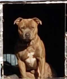 Lost Dog