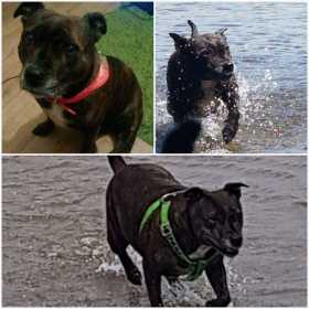 Lost Dog
