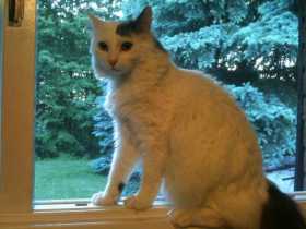 Lost Cat