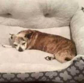 Lost Dog