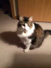 Lost Cat