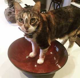 Lost Cat