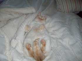 Lost Cat