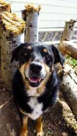 Lost Dog