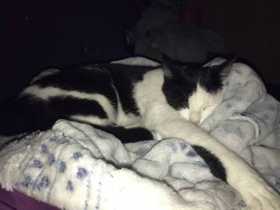 Lost Cat