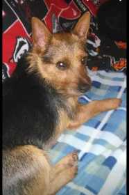 Lost Dog