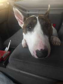 Lost Dog