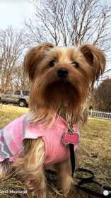 Lost Dog