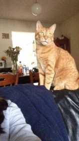 Lost Cat