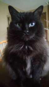 Lost Cat