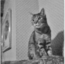 Lost Cat