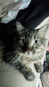 Lost Cat