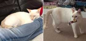 Lost Cat
