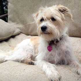Lost Dog