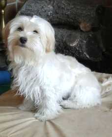 Lost Dog