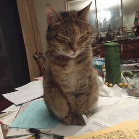 Lost Cat