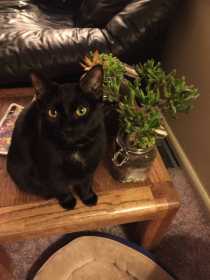 Lost Cat