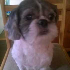 Lost Dog