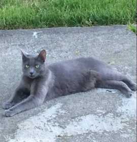 Lost Cat