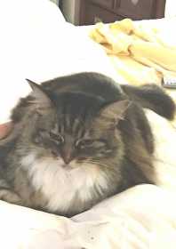 Lost Cat