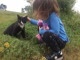 Lost Cat