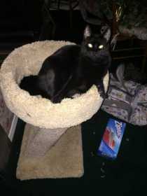 Lost Cat