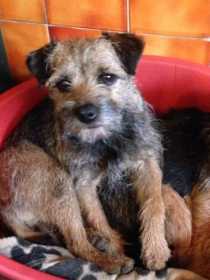 Lost Dog