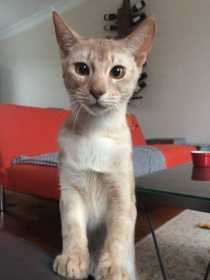 Lost Cat